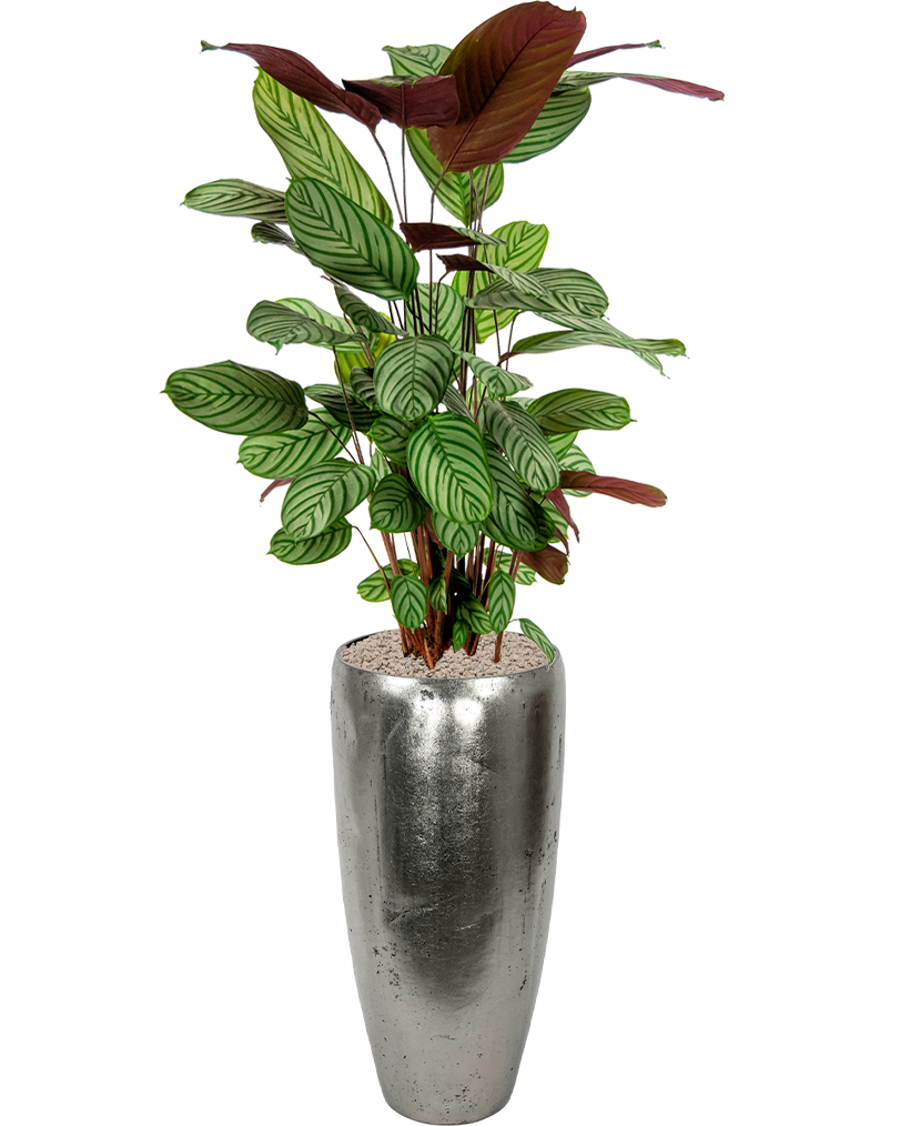 Calathea-oppenheimiana-kantoorplant-in-zilveren-pot