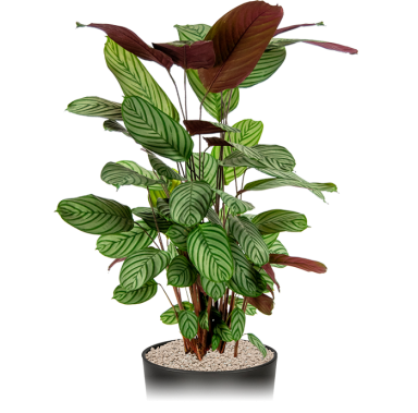 Calathea-oppenheimiana-kantoorplant