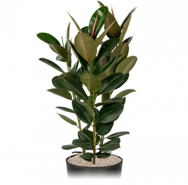 Ficus-elastica-robusta-kantoorplant-in-pot