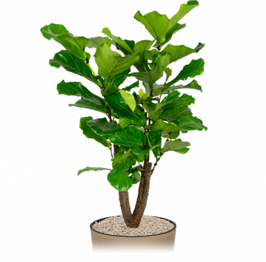 Ficus-lyrata-kantoorplant-in-pot