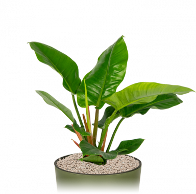 Groene-kantoorplant-imperial-green-in-pot