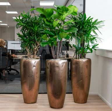 Kantoorbeplanting-planten-pakket-luxe