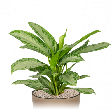 Kantoorplant-aglaonema-silver-bay-groot-in-pot