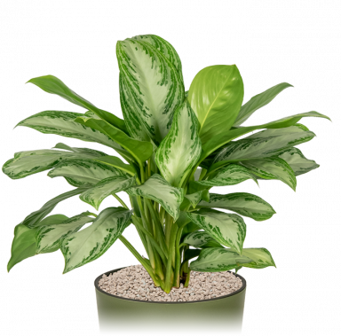 Kantoorplant-aglaonema-silver-bay-in-pot