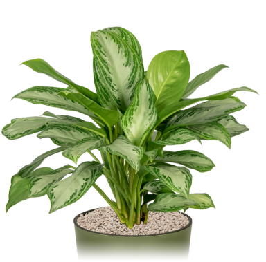 Kantoorplant-aglaonema-silver-bay-in-pot 1