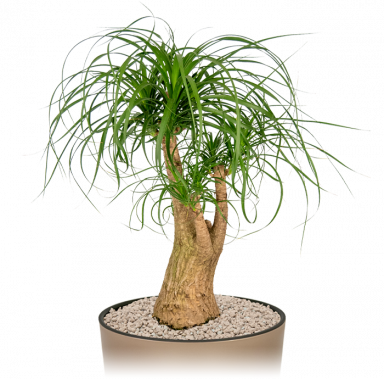 Kantoorplant-beaucarnea-olifantspoot-in-pot