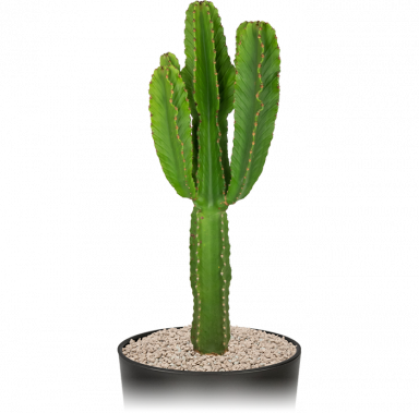 Kantoorplant-euphorbia-ingens-cactus-in-pot