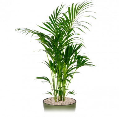 Kantoorplant-kentia-howea-in-pot