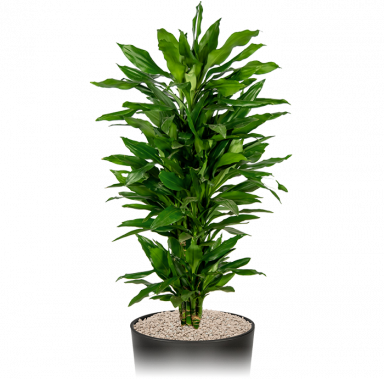 Kantoorplant-makkelijk-dracaena-janet-lindt-in-pot