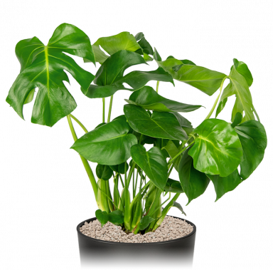 Kantoorplant-monstera-gatenplant-in-pot