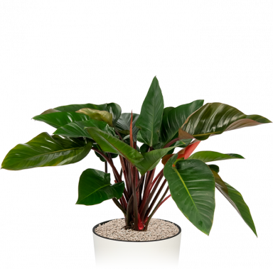 Kantoorplant-philodendron-red-beauty-in-pot