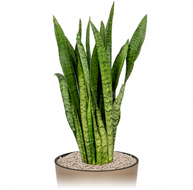 Kantoorplant-sansevieria-zeylanica-middelgroot-in-pot