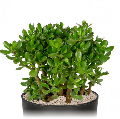 Kantoorplant-vetplant-crassula-in-pot