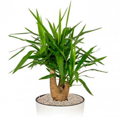 Kantoorplant-yucca-groot-in-pot