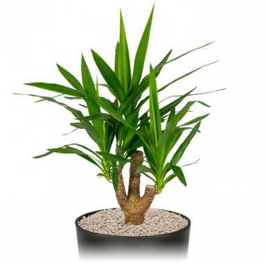 Kantoorplant-yucca-middelgroot-in-pot