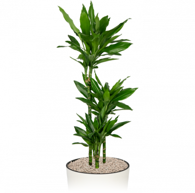 Kantrooplant-weinig-water-dracaena-janet-lindt-in-pot- 1