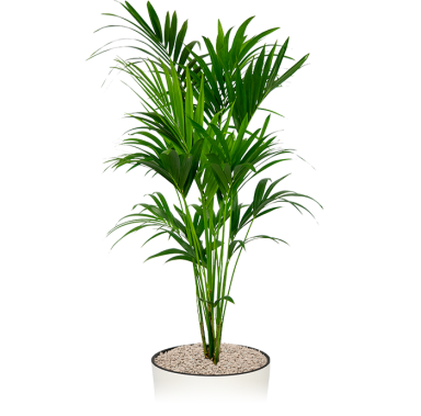 Kentia-howea-kantoorplant-in-pot