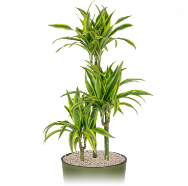 Makkelijke-kantoorplant-dracaena-lemon-lime-in-pot- 1