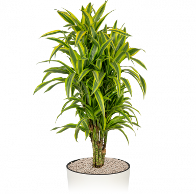 Makkelijke-kantoorplant-dracaena-lemon-lime-pot