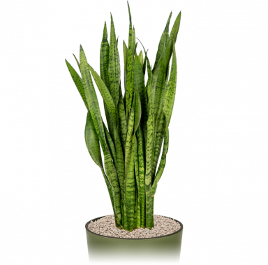 Makkelijke-kantoorplant-sanseveiria-zeylanica-in-pot 1