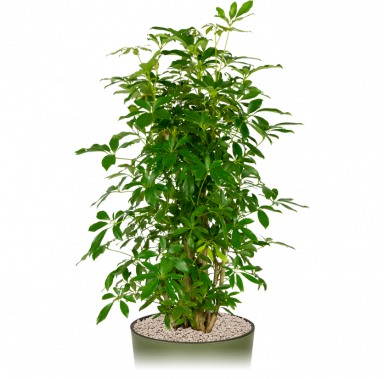 Schefflera-kantoorplant-groot