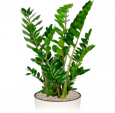 Zamioculcas-groot-kantoorplant