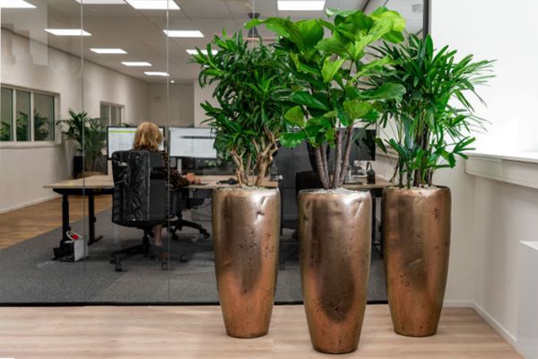 Plantenset Luxe (3 stuks)