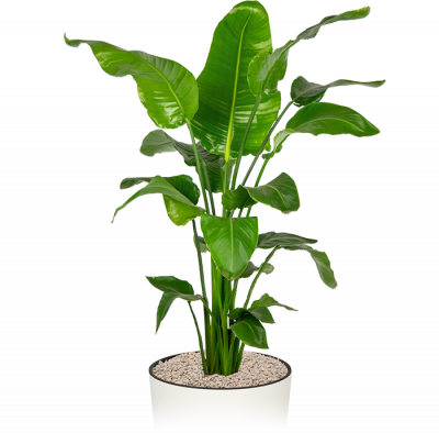 Grote-kantoorplant-strelitzia-nicolai-in-pot