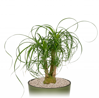 Kantoorplant-beaucarnea-middelgroot-in-pot