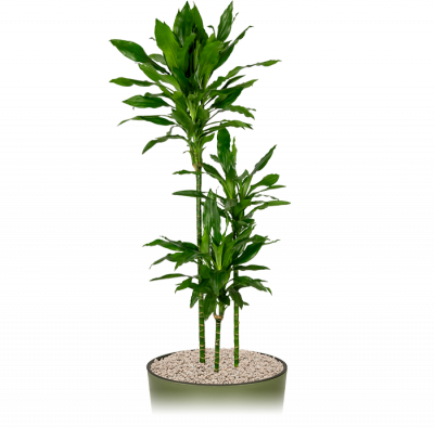 Kantoorplant-dracaena-janet-lindt-150cm-in-pot