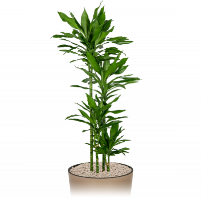Kantoorplant-groot-dracaena-janet-lindt-in-pot