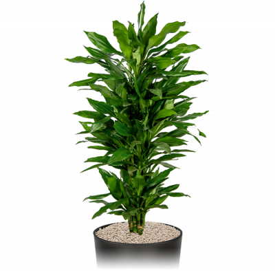 Kantoorplant-makkelijk-dracaena-janet-lindt-in-pot