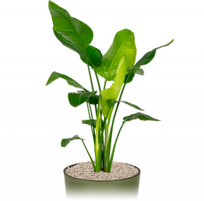Kantoorplant-strelitzia-middelgroot-in-pot