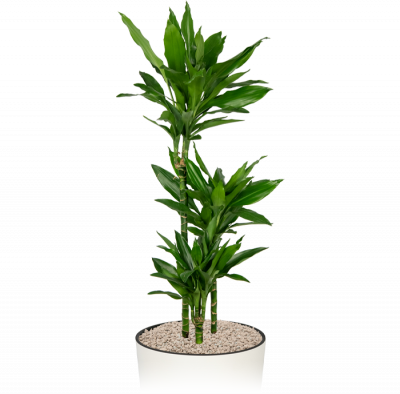 Kantrooplant-weinig-water-dracaena-janet-lindt-in-pot- 1