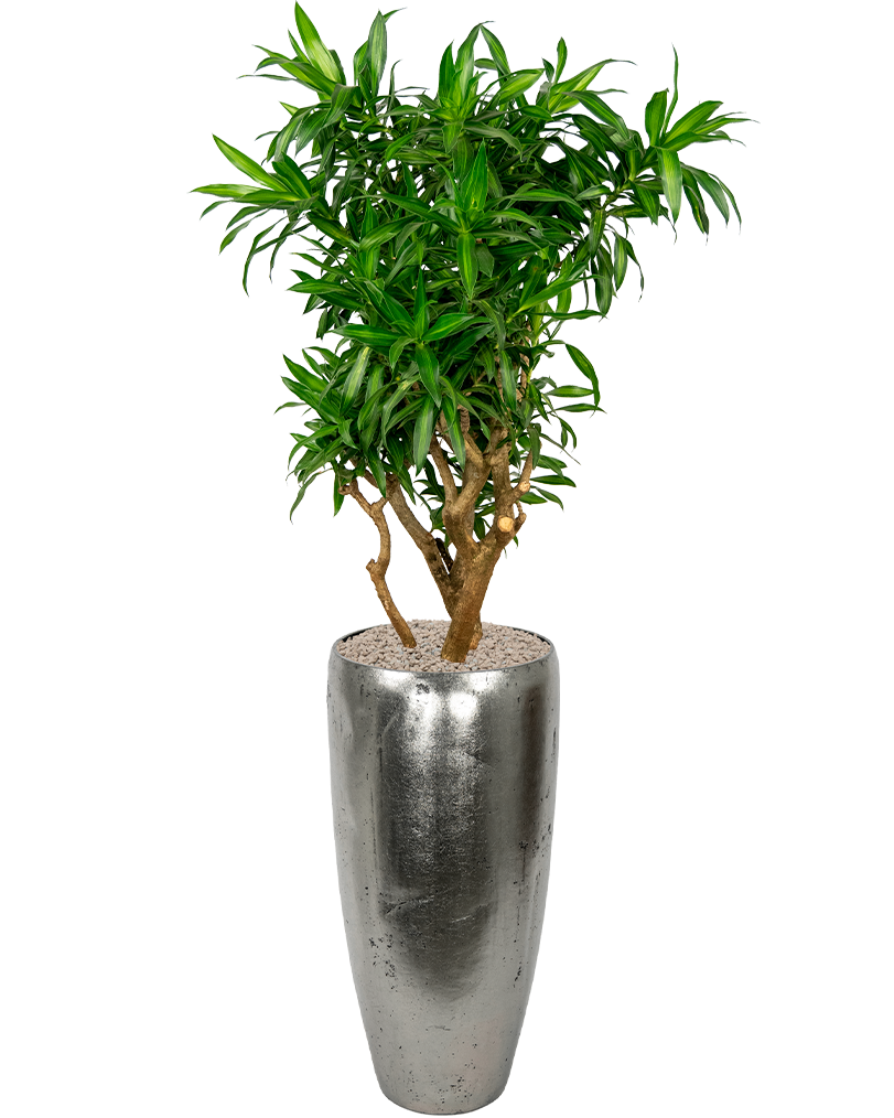 Dracaena-reflexa-kantoorplant-in-zilveren-pot