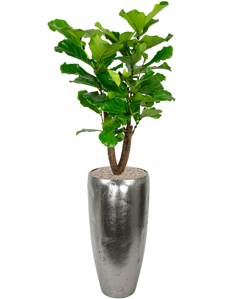 Ficus-lyrata-kantoorplant-in-zilveren-pot