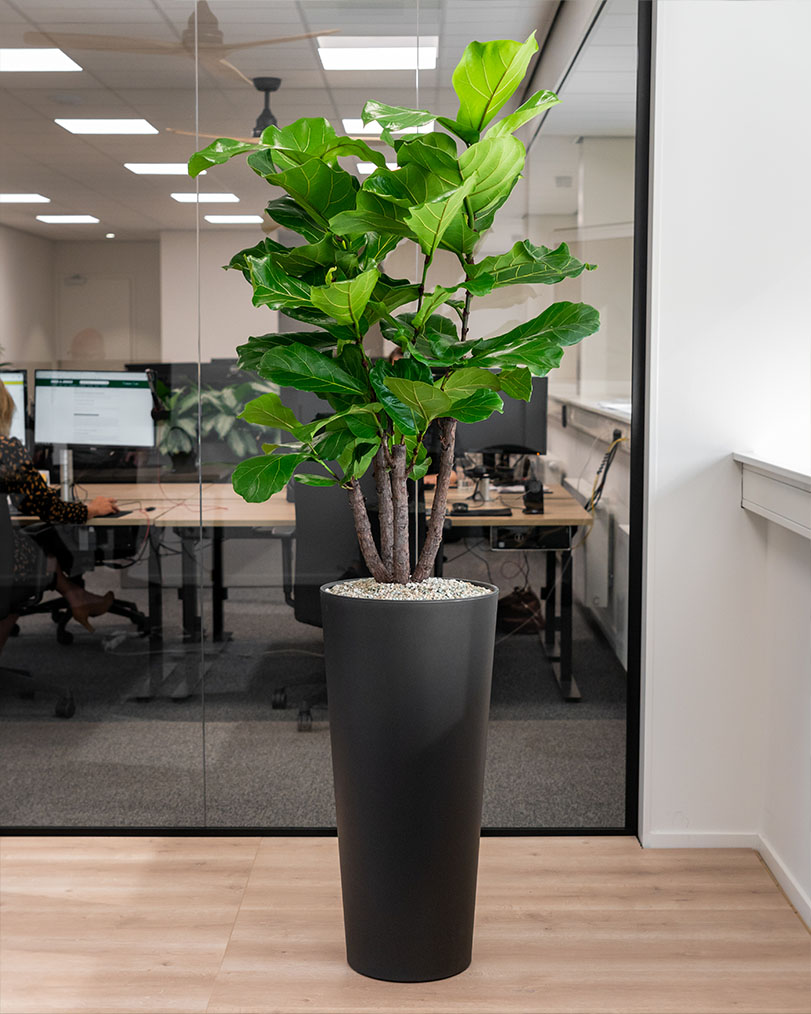 Ficus-lyrata-kantoorplant