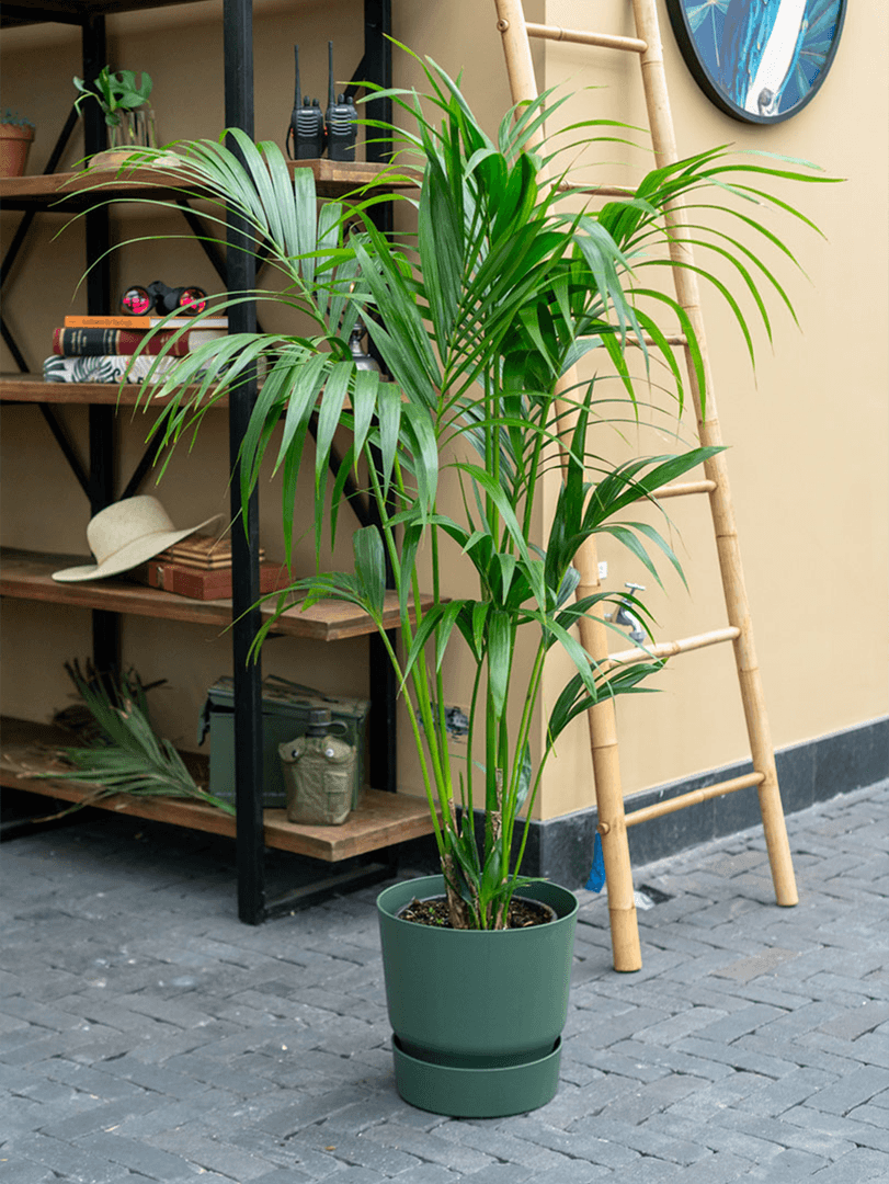 kentia palm kamerplant
