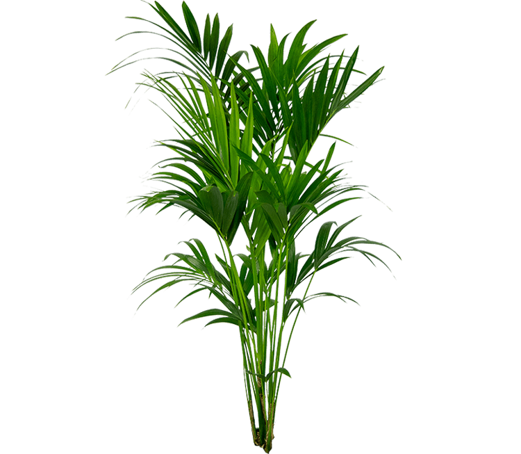 kentia groot kamerplant in pot

