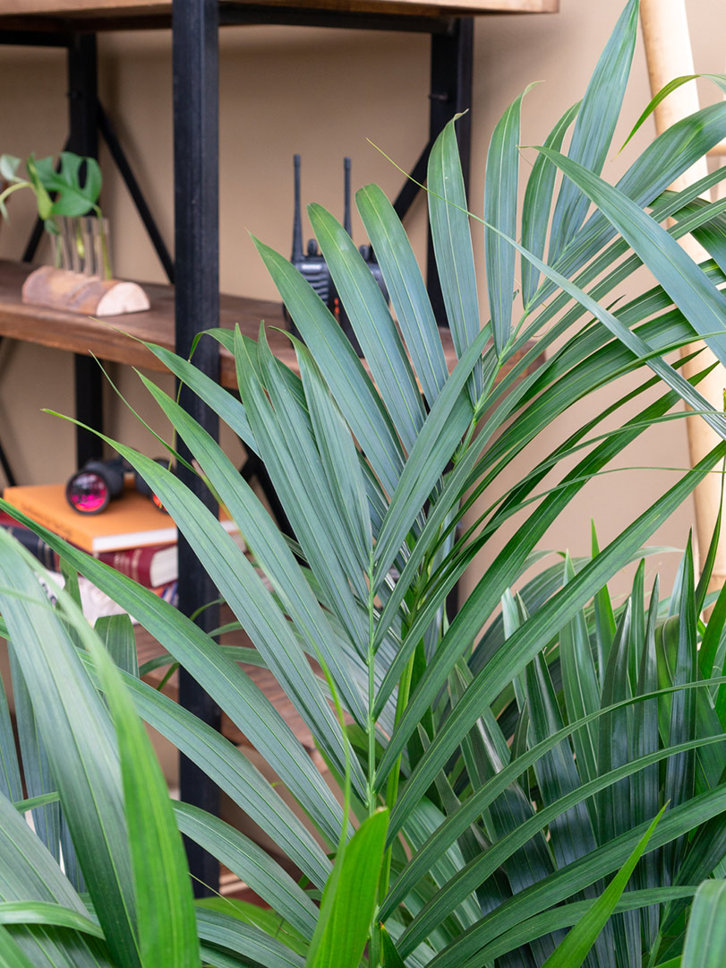 Kentia palm blad