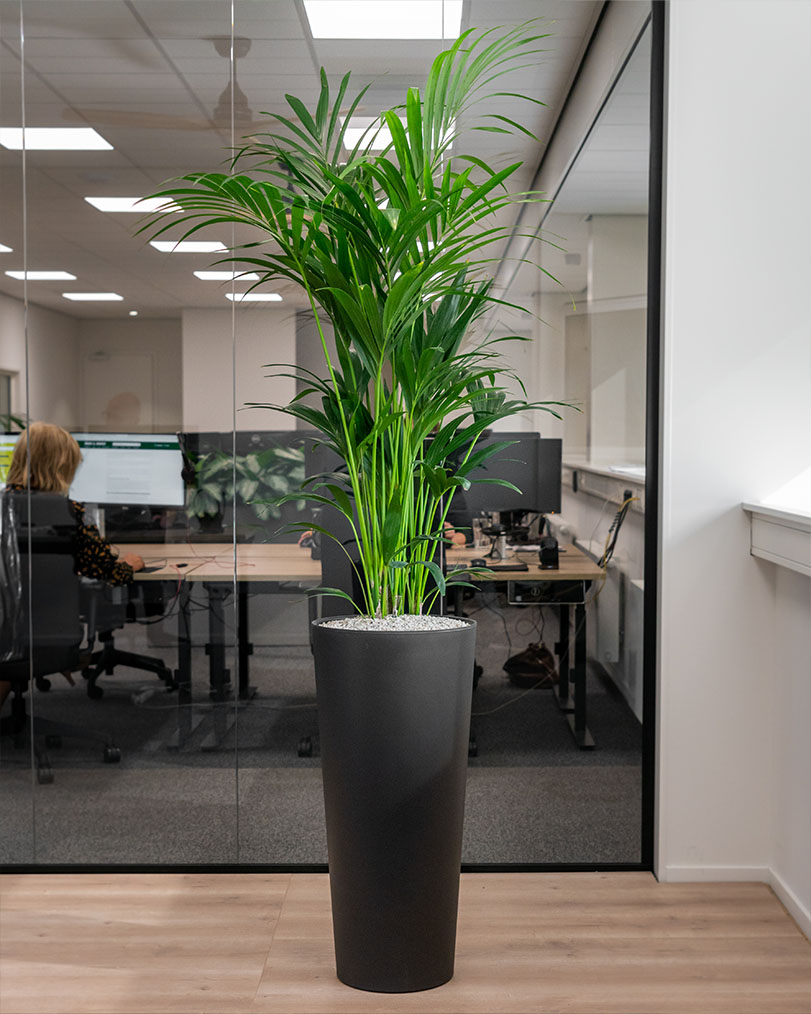 Kentia-palm-howea-kantoorplant