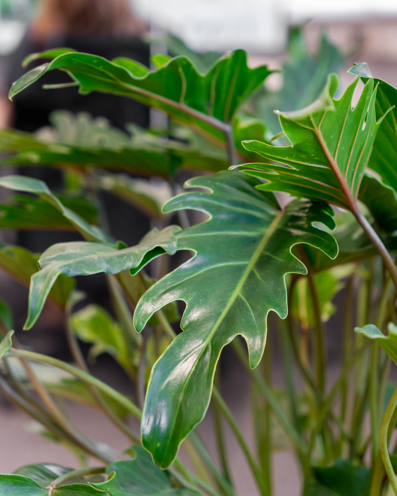 Philodendron-xanadu-blad