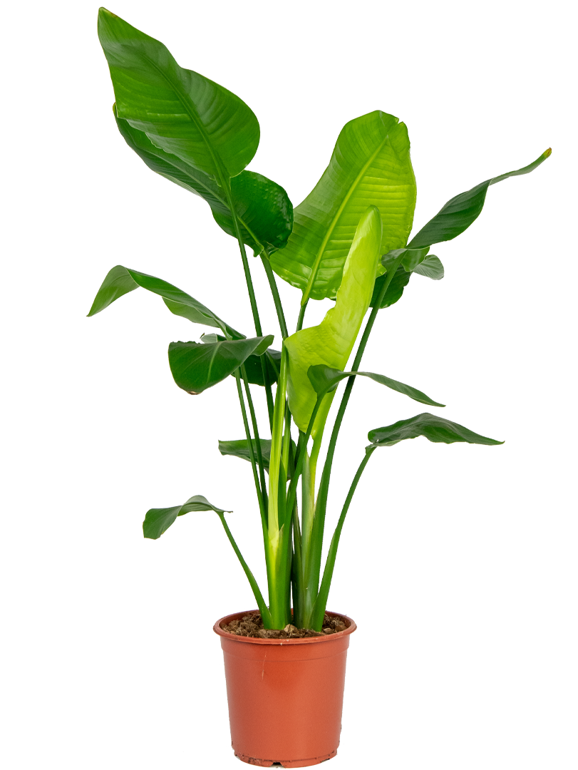 Plante de bureau-strelitzia-medium-size